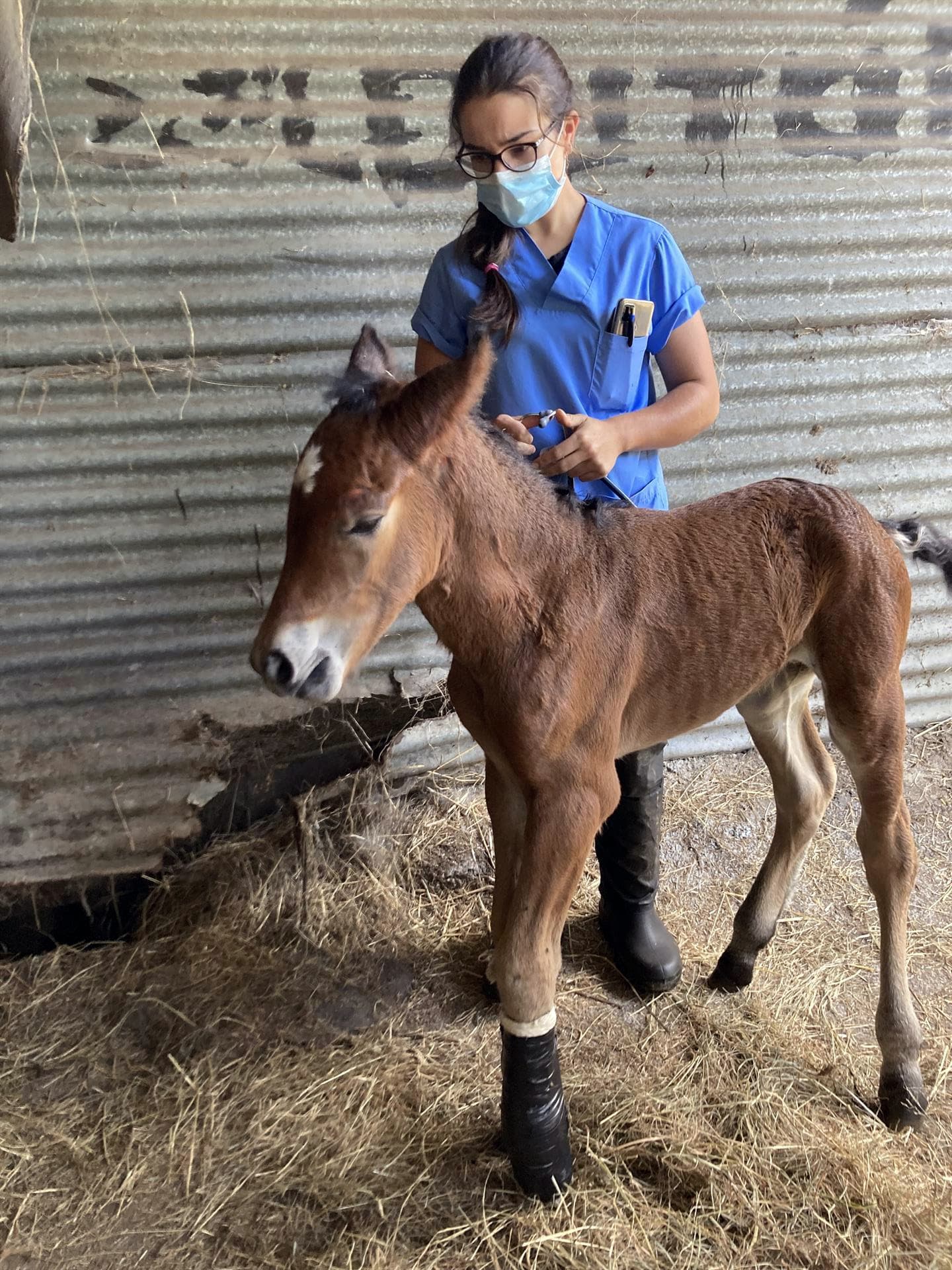 Sociedad Veterinaria del Eo