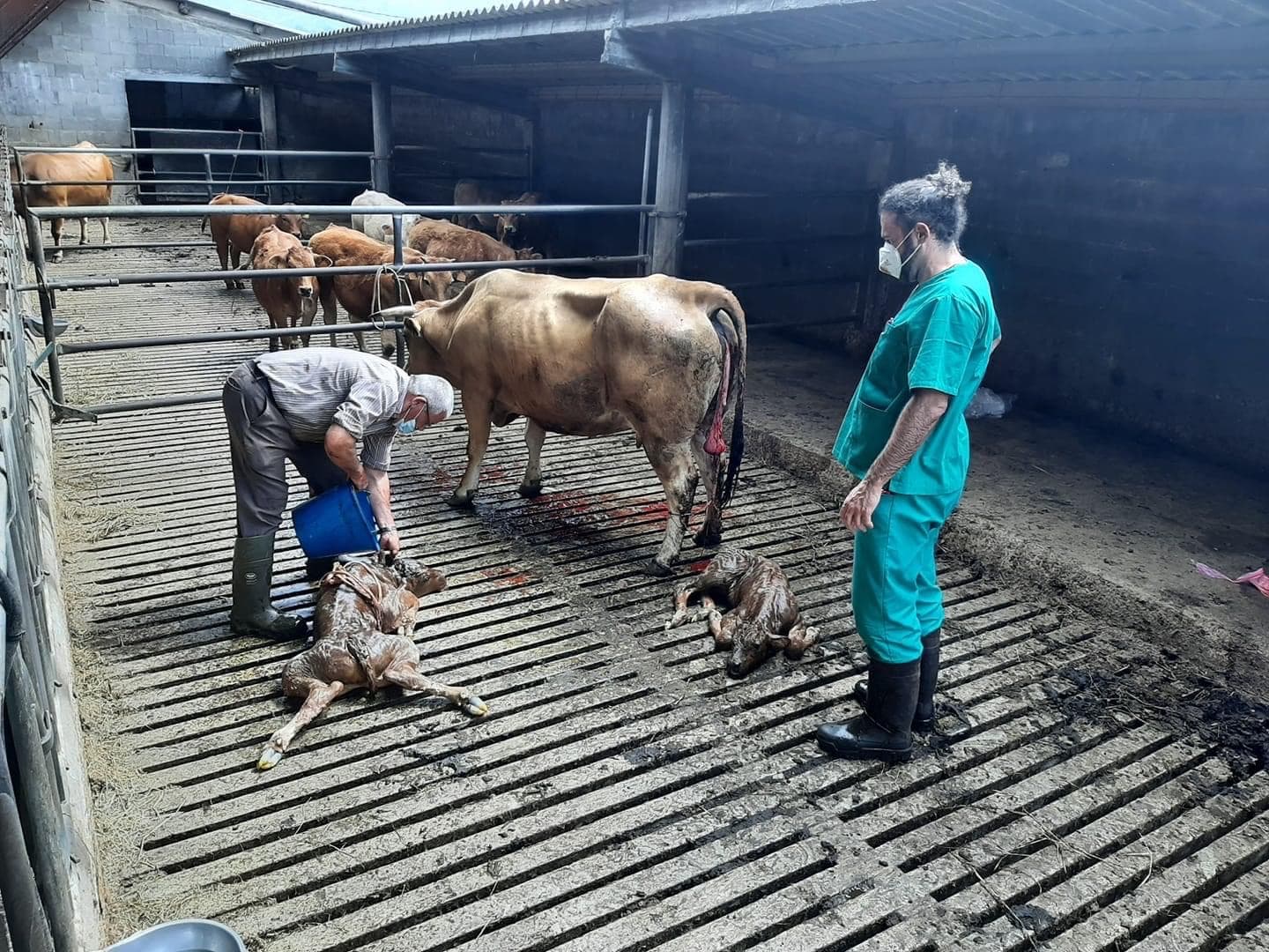 Sociedad Veterinaria del Eo