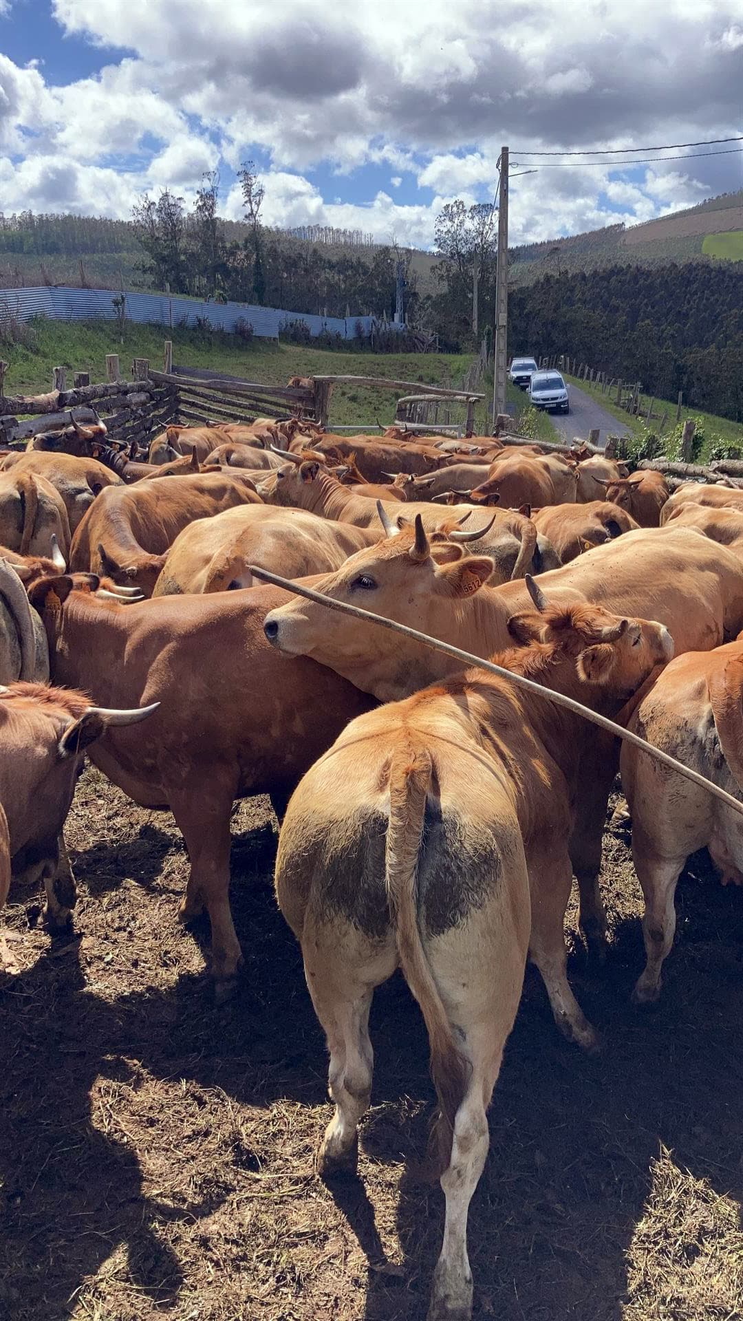 Sociedad Veterinaria del Eo
