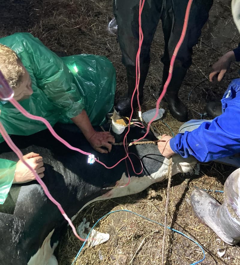 Veterinarios especializados en ganadería vacuna en Vegadeo, Asturias