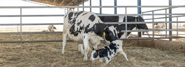 Galería de trabajos de Sociedad Veterinaria del Eo en Vegadeo