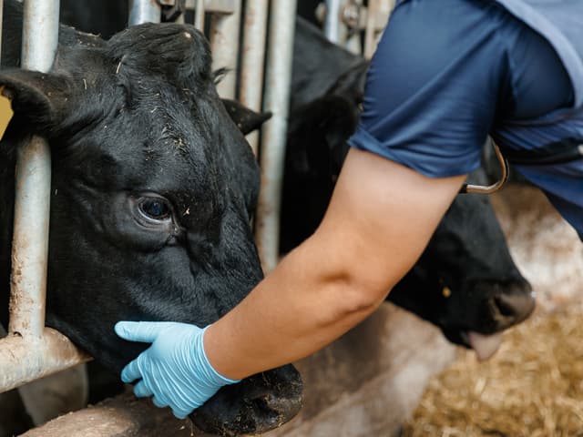 Servicios veterinarios en Vegadeo - Sociedad Veterinaria del Eo